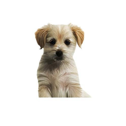 Extreme Protein Chicken Meal