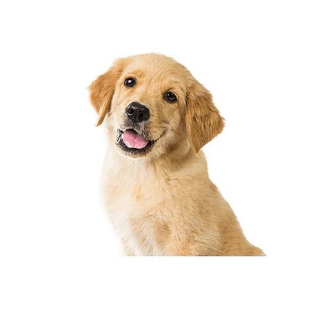 Extreme Protein Chicken and Beef Meal