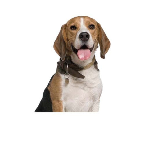 Original Chicken Meal