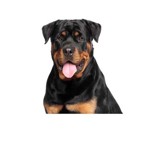 Extreme Protein Turkey Meal