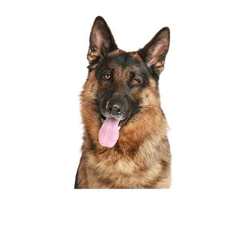 Complete Turkey Meal